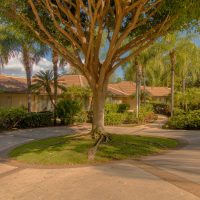 Tropical Driveway